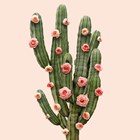 cactus met bloemen